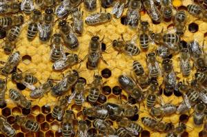 В Україні продукти бджільництва здорожчали на 30-100%