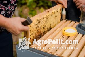 Мінагрополітики та аграрії обговорили питання розвитку бджільництва в Україні