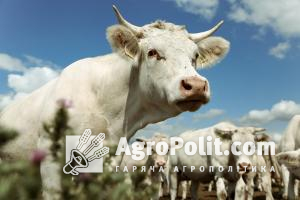 В уряді ініціюють безмитне ввезення в Україну великої та малої рогатої худоби