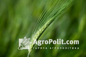 Україна повністю забезпечена продовольчим зерном, — Мінагрополітики