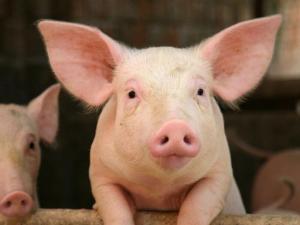 Реалізація свиней на забій у 2021 році зросла на 13,3% — АСУ