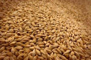 Україна експортувала 17,8 млн т зерна нового врожаю