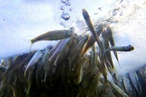 В Україні встановили заборону на вилов риби у зимувальних ямах, — Мінагрополітики