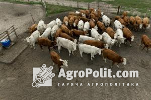 Аграрії закликали Зеленського збільшити ринки збуту для продукції тваринництва