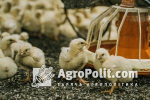 Україна утримується у ТОП- 3 найбільших постачальників курятини в Європу