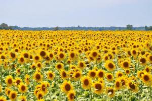 Аграрії Вінниччини зібрали рекордний урожай соняшника – понад 950 тис. т 