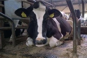 В Україні планують створити 5 тисяч сімейних молочних ферм