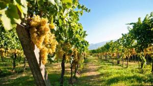 Аграрний комітет підтримав законопроект, який стимулюватиме розвиток виноградарства в Україні