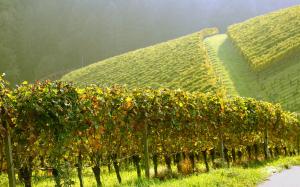 Аграрний комітет підтримав законопроєкт про стимулювання розвитку виноградарства