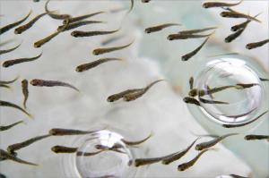 У водойми Одещини вселено майже 1,7 млн мальків риби