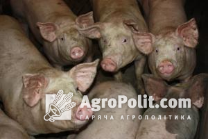 Озвучено ціни на живих свиней в Україні у порівнянні з ЄС