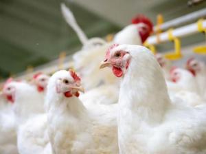 Корея зацікавилась експортом українського м’яса птиці та продуктів з нього – Держпродспоживслужба 