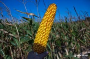 Світове виробництво зернових зросте внаслідок збільшення врожаю кукурудзи в Україні та США