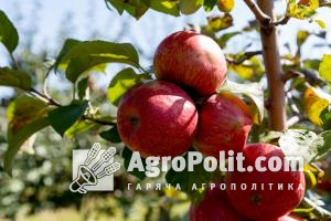 Україна цього року експортує яблука до 65 країн, — Держпродспоживслужба
