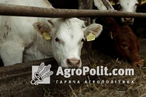В Україні нададуть додаткову держпідтримку фермерам, які вирощують локальні породи тварин