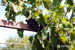 ВРУ ухвалила мінімальний строк користування землею для виноградарів
