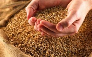 В Україні немає підстав обмежувати експорт пшениці – УЗА