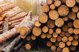 В Україні затверджено порядок електронного обліку деревини