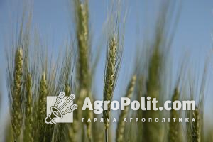 Оприлюднено динаміку посівів, збору та урожайності пшениці за 2010 - 2021 роки