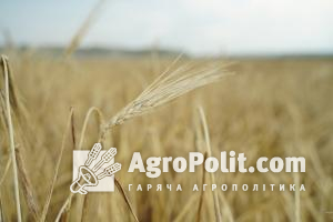 Оприлюднено баланс використання продовольчої пшениці у 2021-2022 МР