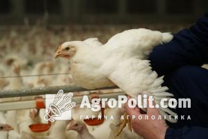 Україна обмежила ввезення м'яса птиці із США