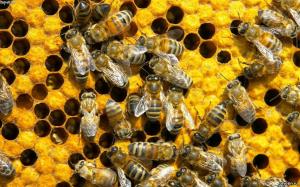 У громадах створили 1032 комісії для попередження загибелі бджіл від пестицидів