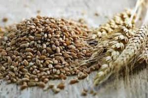 Україна експортувала 42,5 млн тонн зернових та зернобобових – Мінагрополітики 