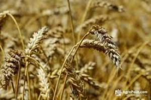 Світові ціни на пшеницю сягнули рівня 2008 року