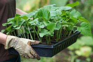 Аграріям пропонують насіння та саджанці – перелік підприємств