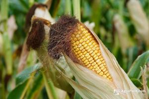 В Україні скасували ліцензування експорту кукурудзи й соняшникової олії