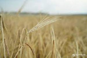 В Україні зареєстровано 103,5 тис. виробників сільськогосподарської продукції