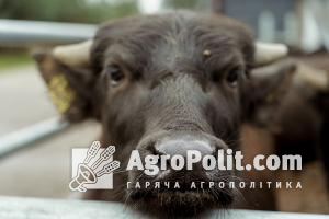 В Україні змінилися норми державного нагляду за виробництвом ветеринарних препаратів