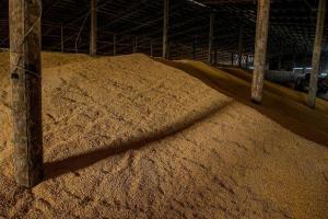 Озвучено шляхи експорту зерна нового врожаю
