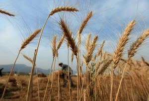 Україна експортувала зерна на $22,2 млрд протягом року – Качка