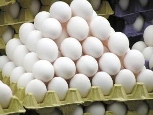 Експорт українських яєць скоротився на 42%