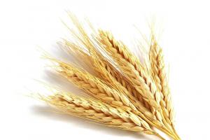 За місяць Україна експортувала понад 1 млн т зернових та зернобобових