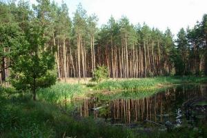 ПРООН допоможе Україні цифровізувати лісову галузь – меморандум