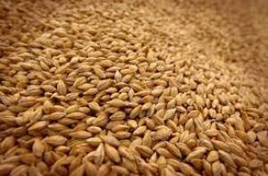 Україна у вересні експортувала майже 7 млн т зерна – Сольський