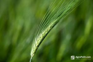 В Україні посіяно 4,4 млн га озимих зернових культур