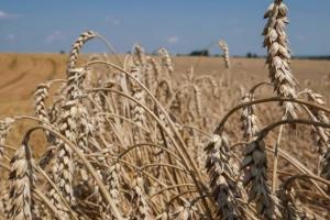 Україна експортувала у рамках «зернової угоди» 12 млн т агропродукції