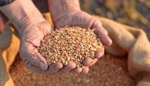 Україна експортувала «зерновим коридором» 14,3 млн т продовольства до Азії, Європи та Африки