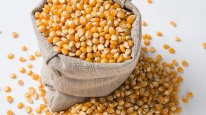 Новий світовий рекорд на зернові – зросли ціни на кукурудзу і пшеницю