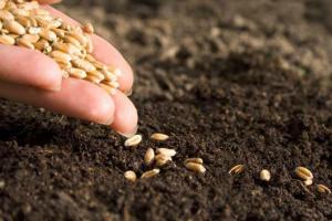 ФАО оголосила тендер на закупівлю насіння для фермерів – Мінагрополітики