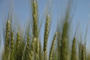 У Нацбанку озвучили прогноз врожаю зернових у 2023 році
