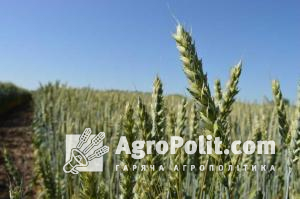 Оприлюднена структура українського аграрного виробництва за рік російської агресії