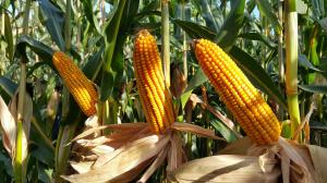 Найбільш експортованими товарами лютого стали кукурудза, соняшникова олія та пшениця