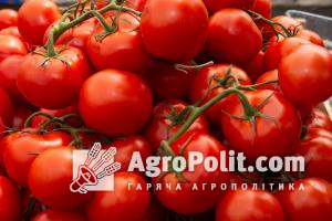 У минулому році, кілограм помідорів у цей період на оптовому ринку обходився в 60 грн