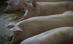 Випадок африканської чуми свиней підтвердили на Чернігівщині