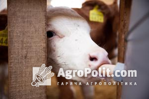 Законопроект №9163 пропонує вносити внесок у фінансування програм, спрямованих на просування молочної продукції