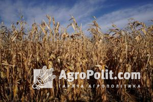 Урожай зернобобових та зернових культур знизиться приблизно на 11%